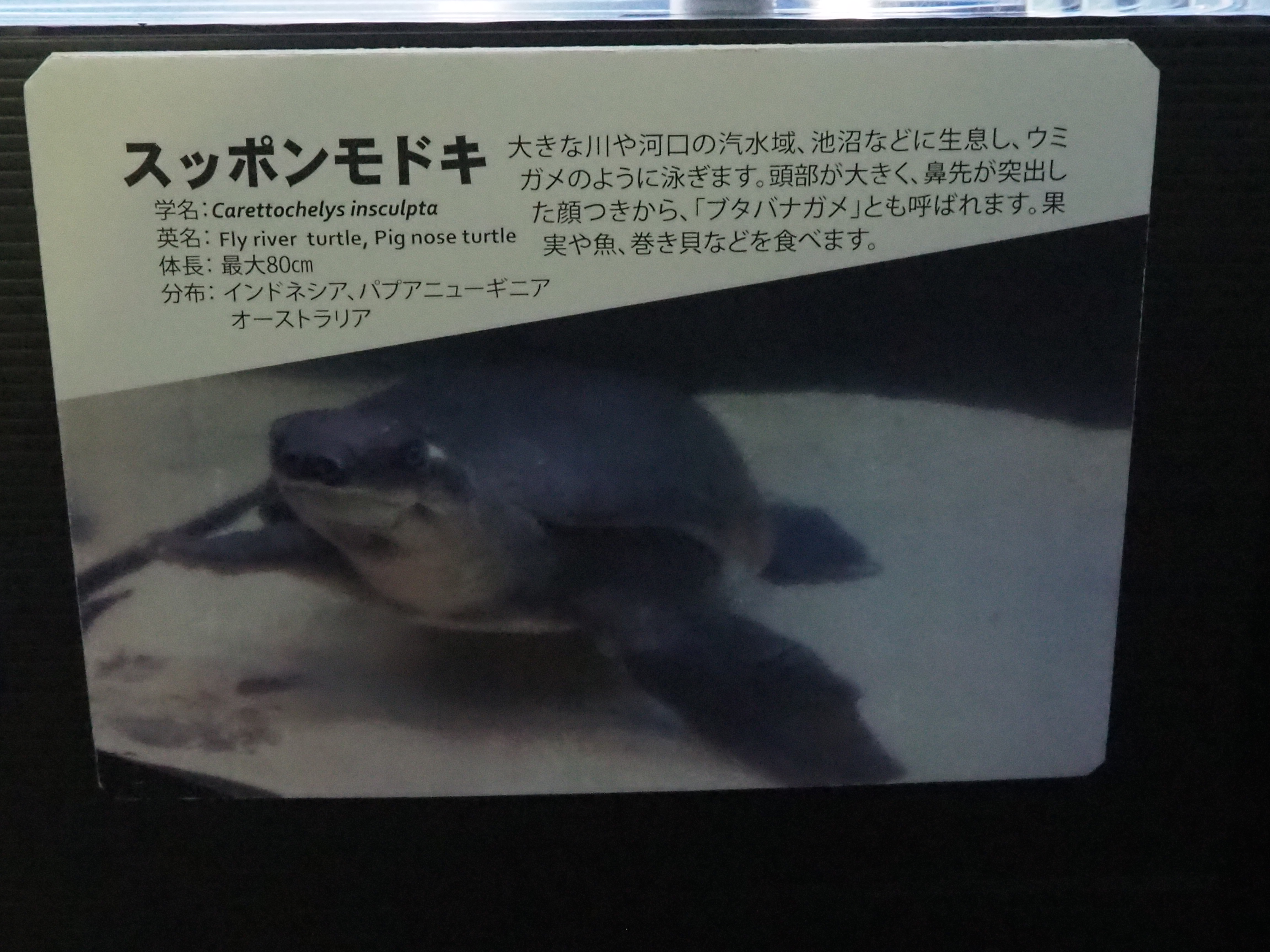 年 北海道旅行 27 会長ブログ 中古車販売ならフリード