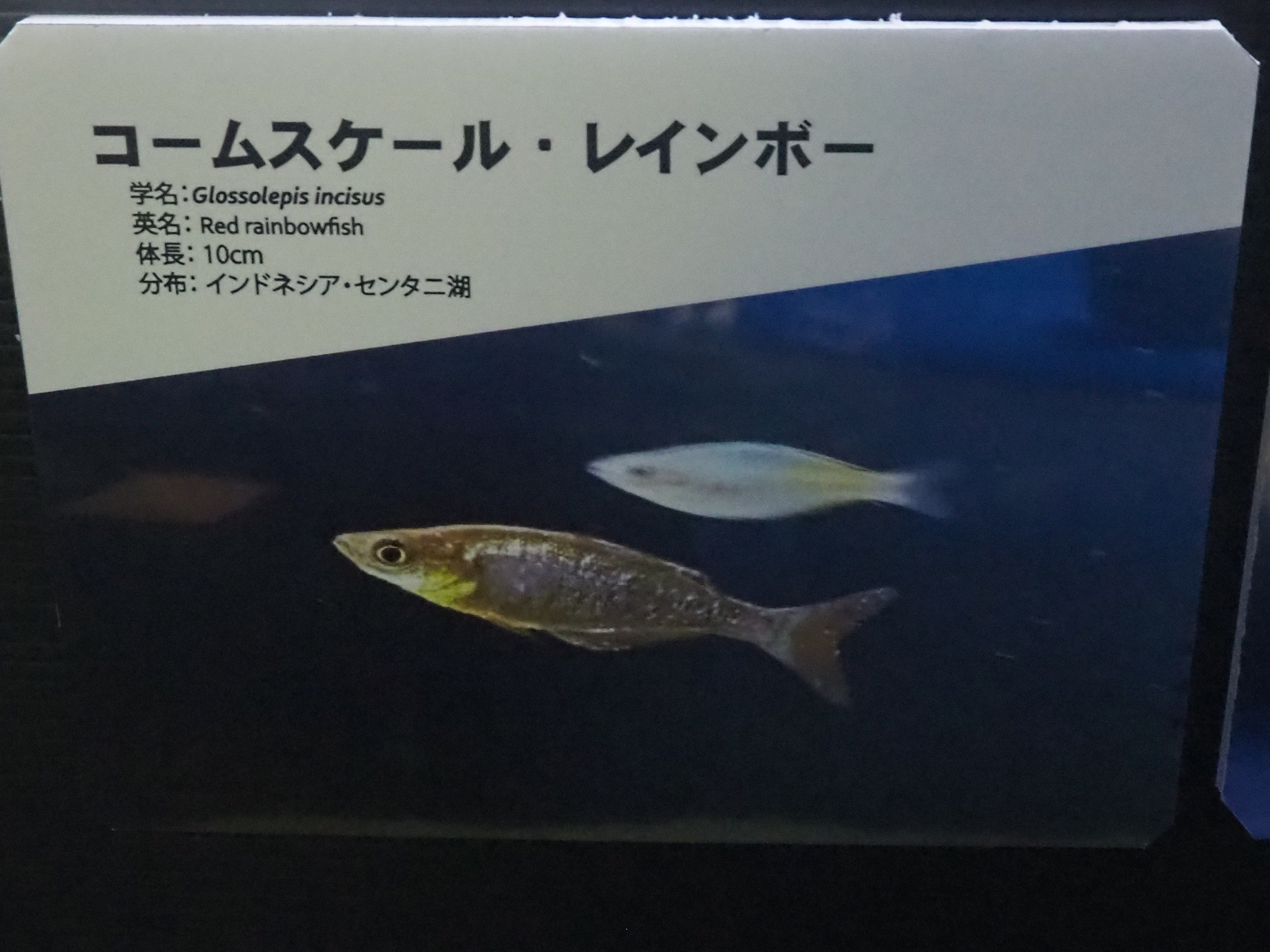 年 北海道旅行 27 会長ブログ 中古車販売ならフリード