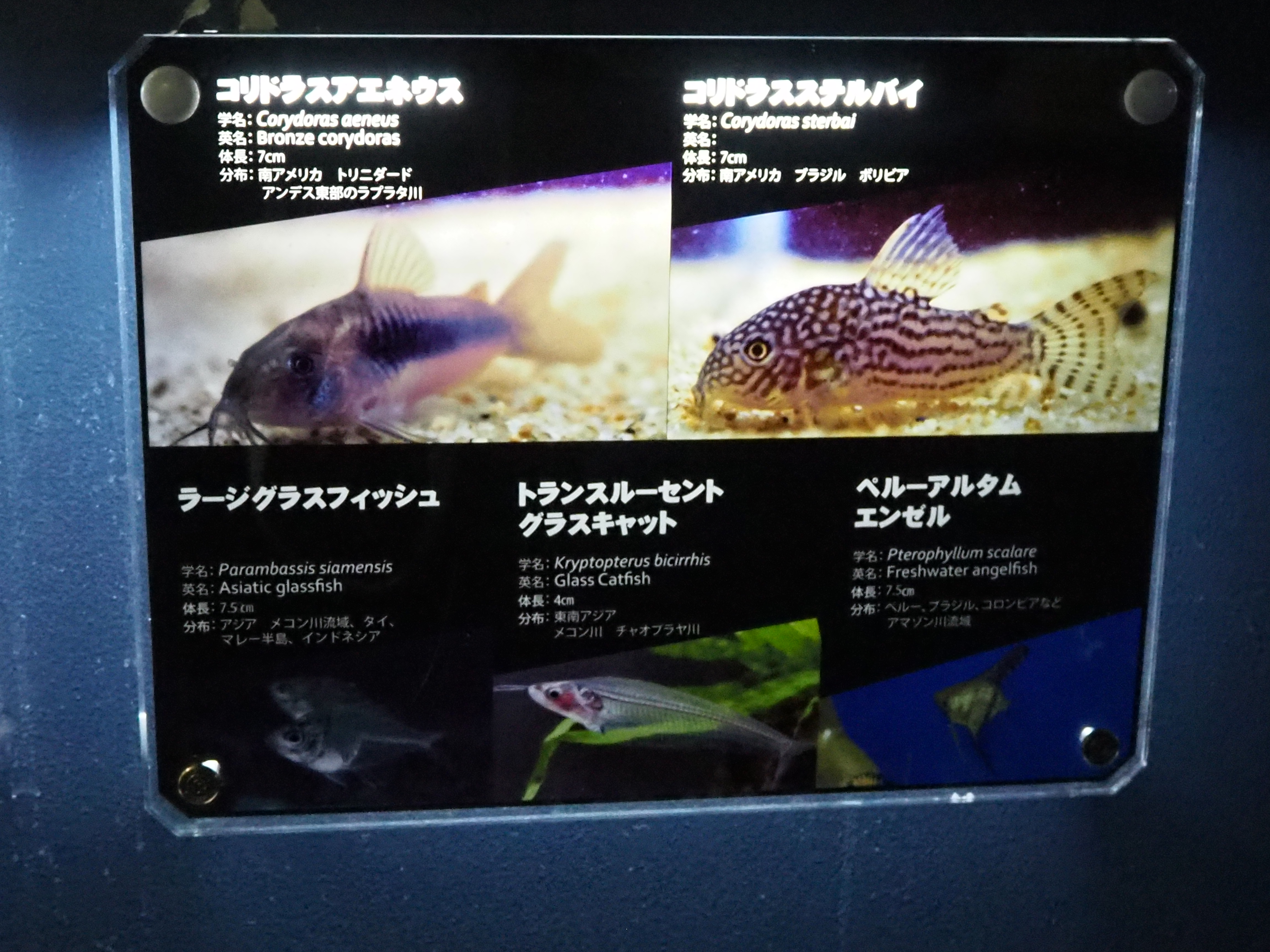 年 北海道旅行 27 会長ブログ 中古車販売ならフリード